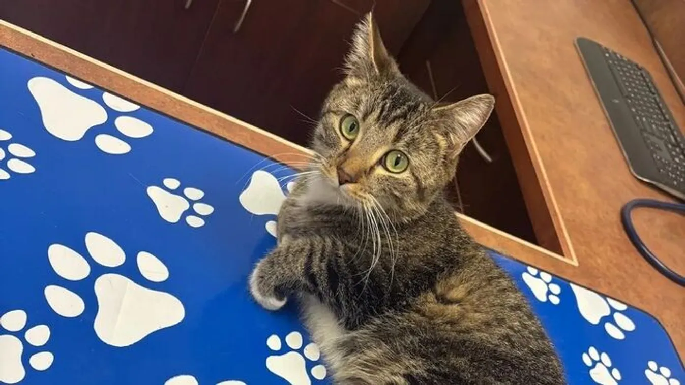 Ilyet még sosem láttál, hatlábú cicát találtak