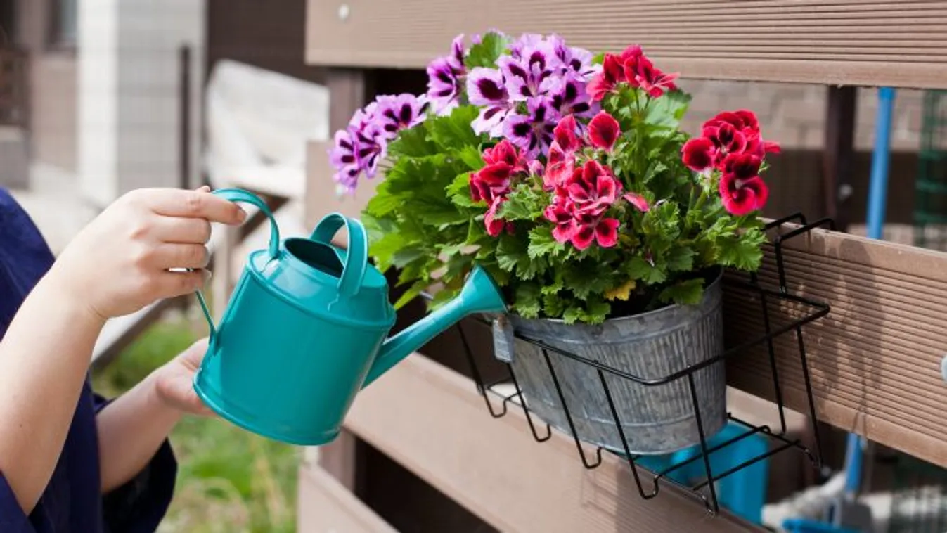 Ettől biztos kipusztul – Soha ne öntözd így a muskátlit