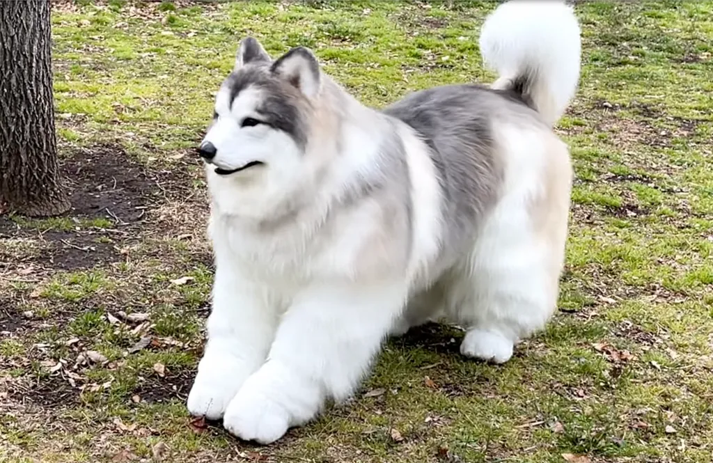 Pictures must credit: Toco/I Want To Be An Animal A Japanese man who enjoys living as a dog has unveiled a brand new hyper realistic costume— as an Alaskan Malamute. The man, named Toco, from Japan, hit the headlines a few years ago when he posted social 