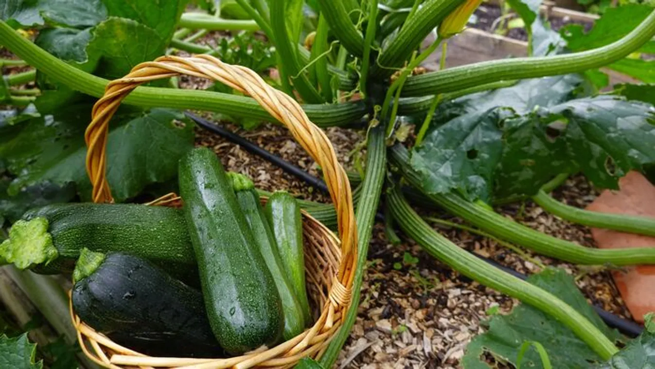 Így hozza a legtöbb termést a cukkini, 5 szuper kerti trükk