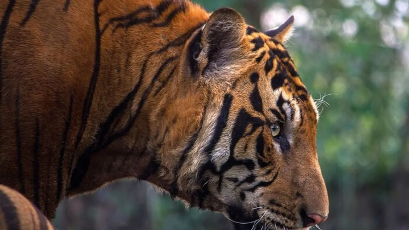 Megvadult tigris támadt a férfire