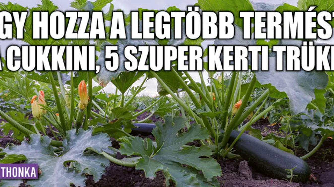 Így hozza a legtöbb termést a cukkini, 5 szuper kerti trükk