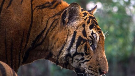 Tigris támadt gondozójára – az állat döbbenetes reakciója sokkolta a világot