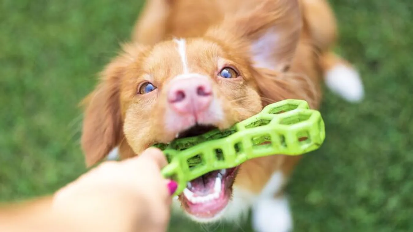  Testvéri konfliktus robbant ki egy kismamafotózás miatt
