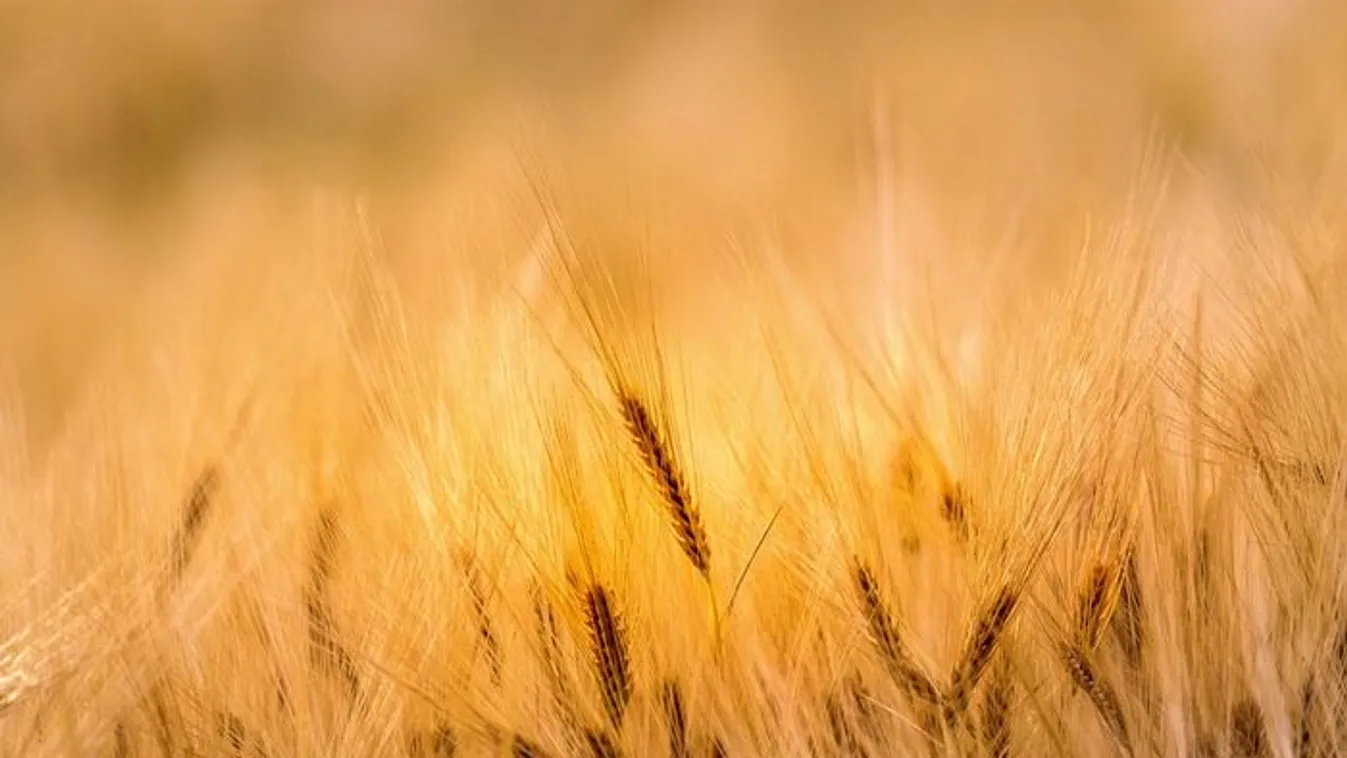 Munkalehetőségek, állások, karrier Nyíregyháza városában
