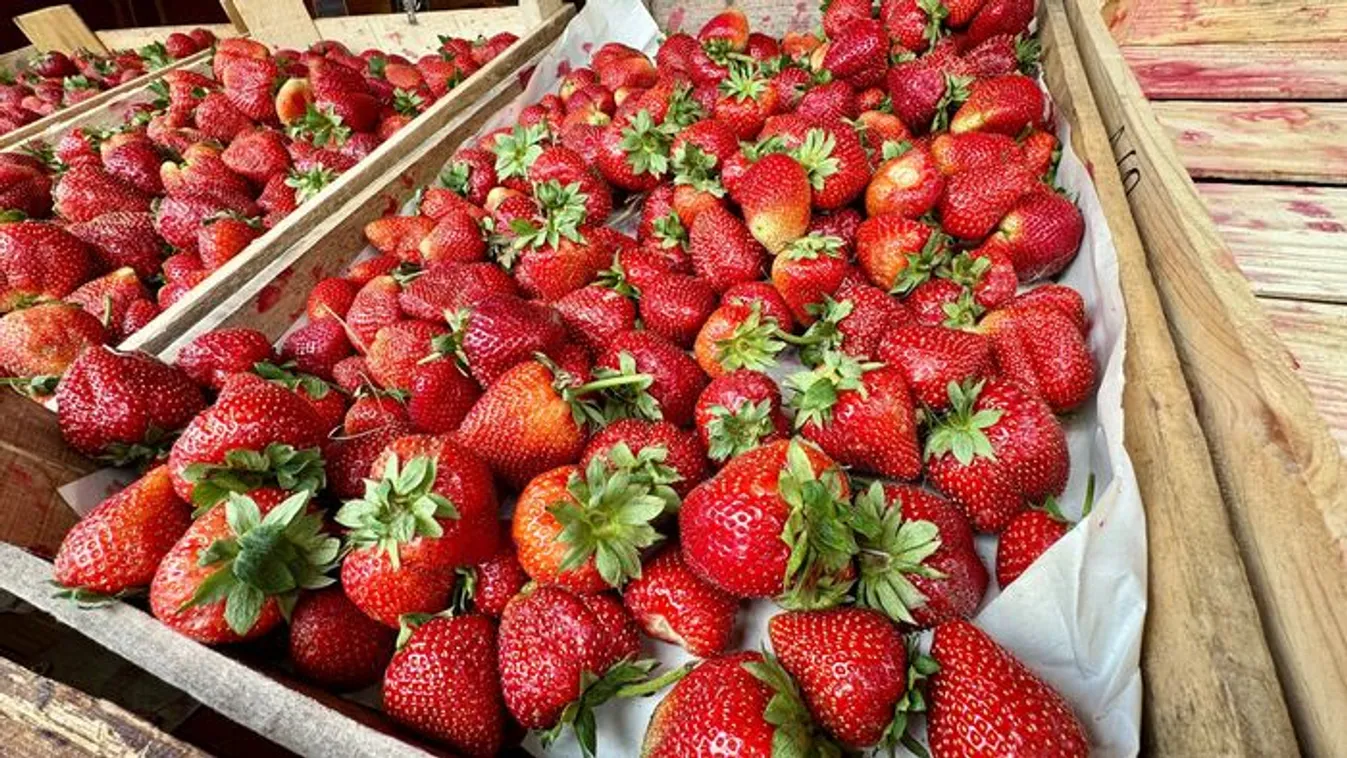 Lezárult a nagy szamócaellenőrzés: durva, ami kiderült