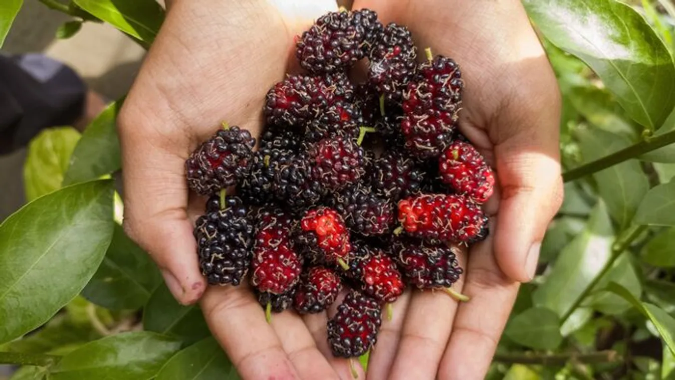 Most érik ez a magyar gyümölcs, mely gyógyítja a testet