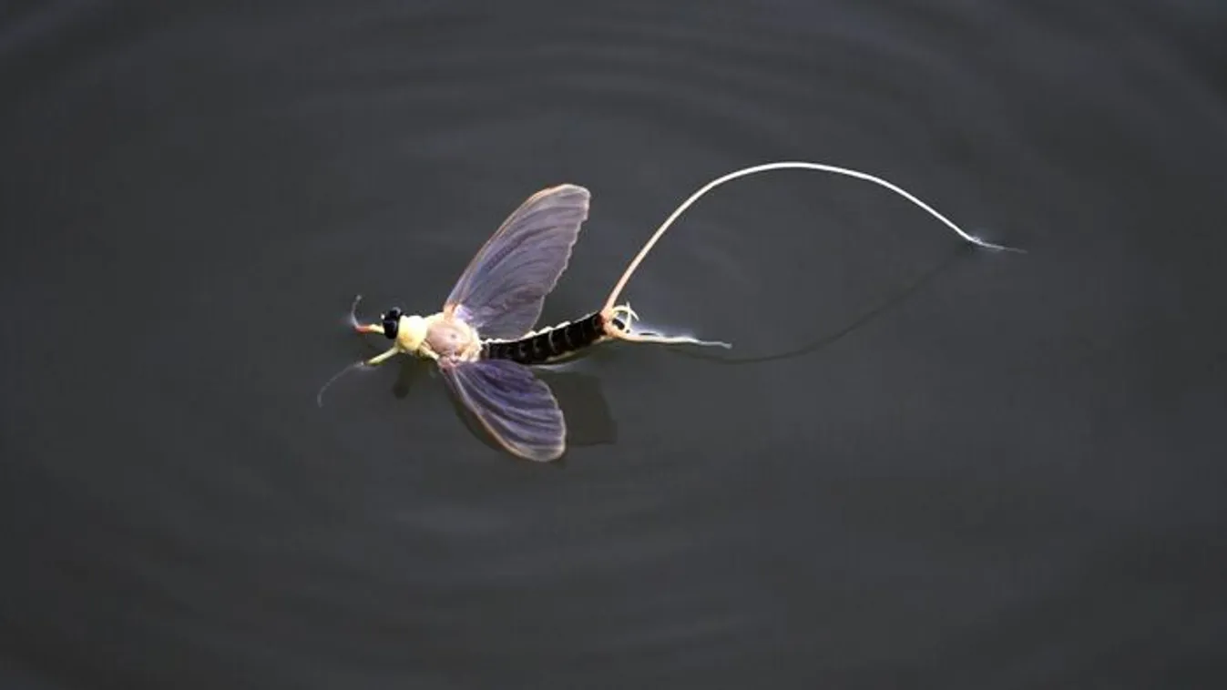 Hamarosan halálos szerelembe esnek a tiszavirágok!