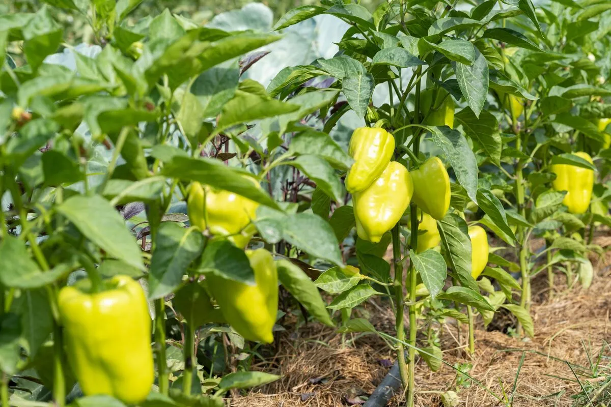A paprika gondozása rutinos kertészeknek is feladhatja a leckét.