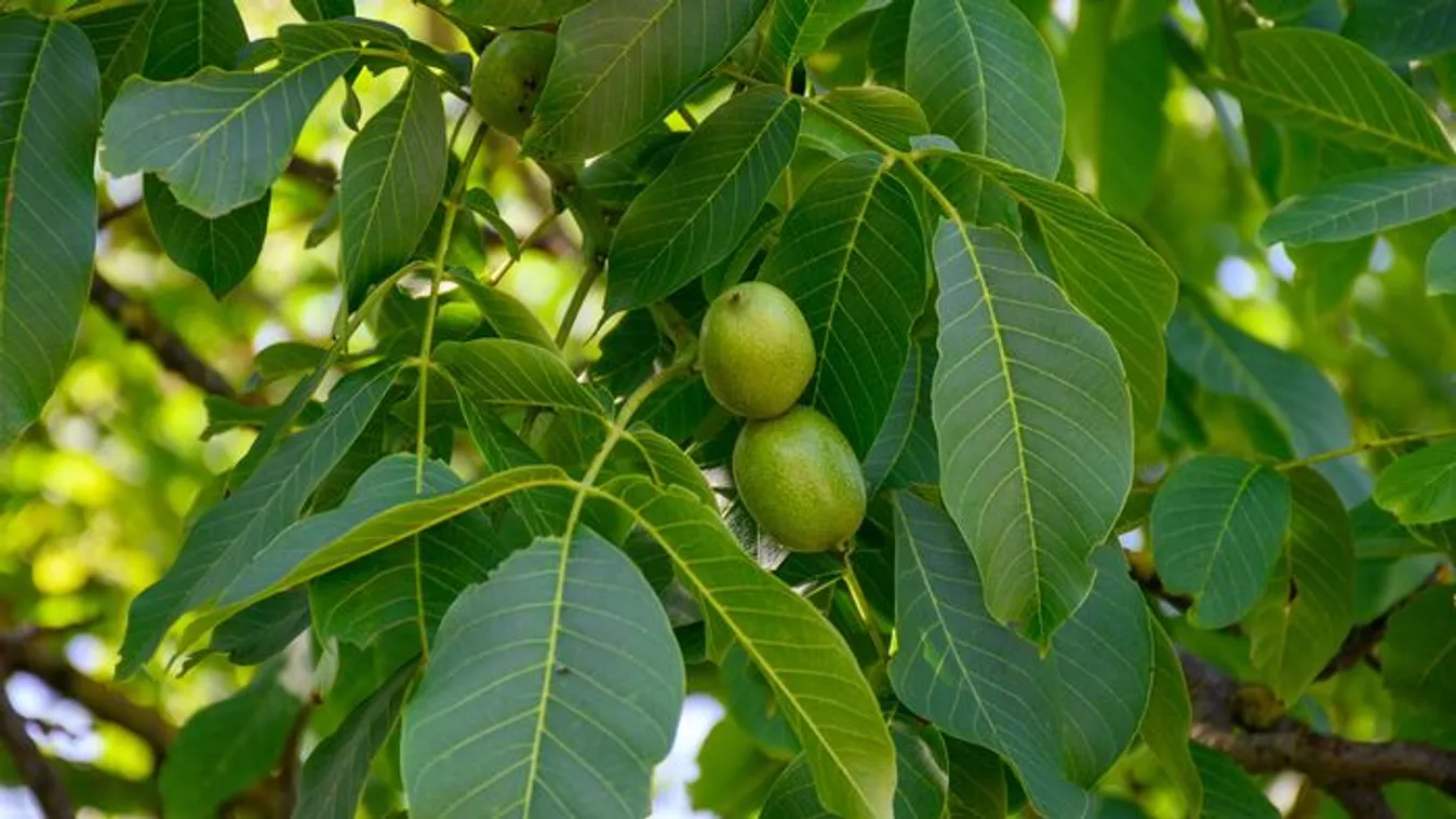 Most gyűjtsd a diófa levelét, fantasztikus lesz a hatás