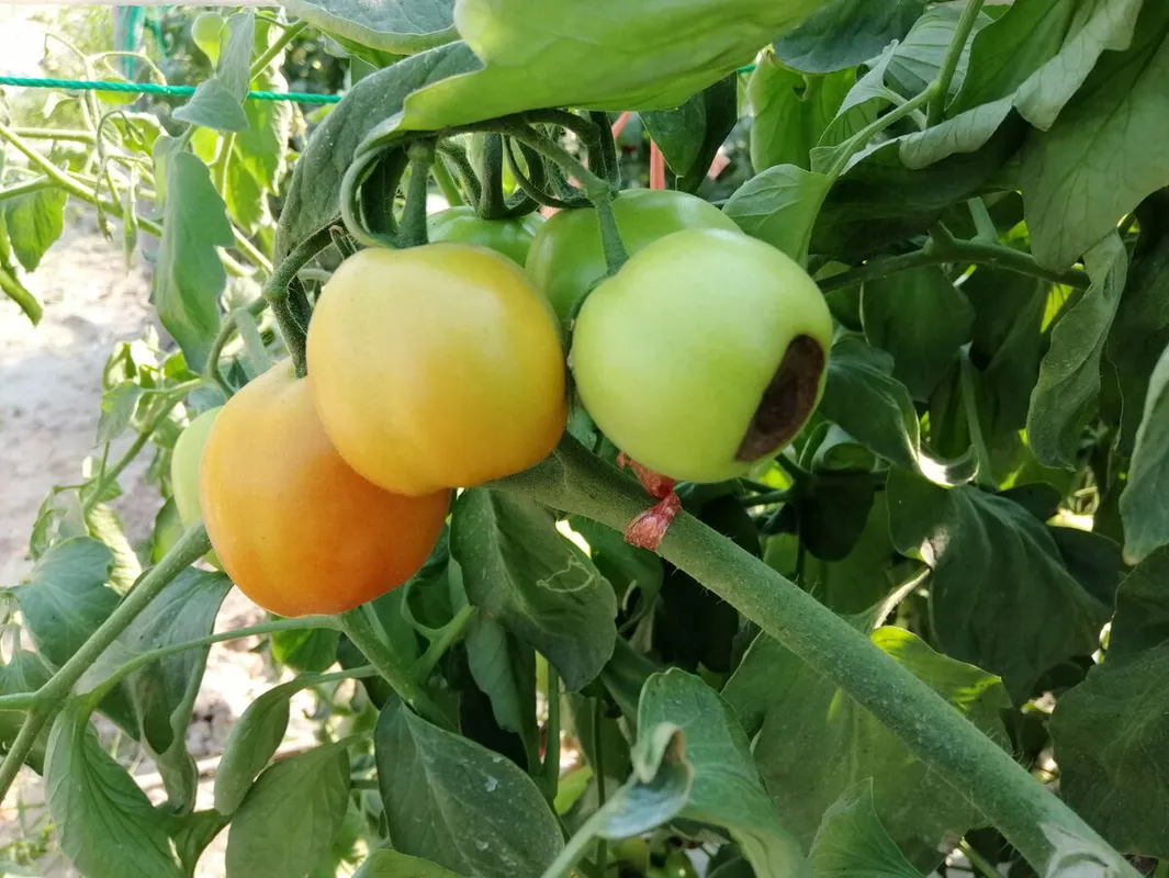 A paradicsom csúcsrothadása megelőzhető.