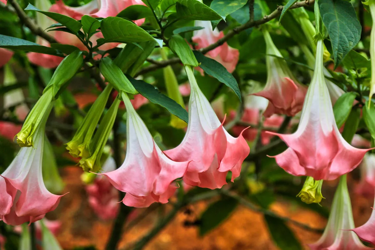 Az Angyaltrombitájában is megtalálható az Ördög Lehelete