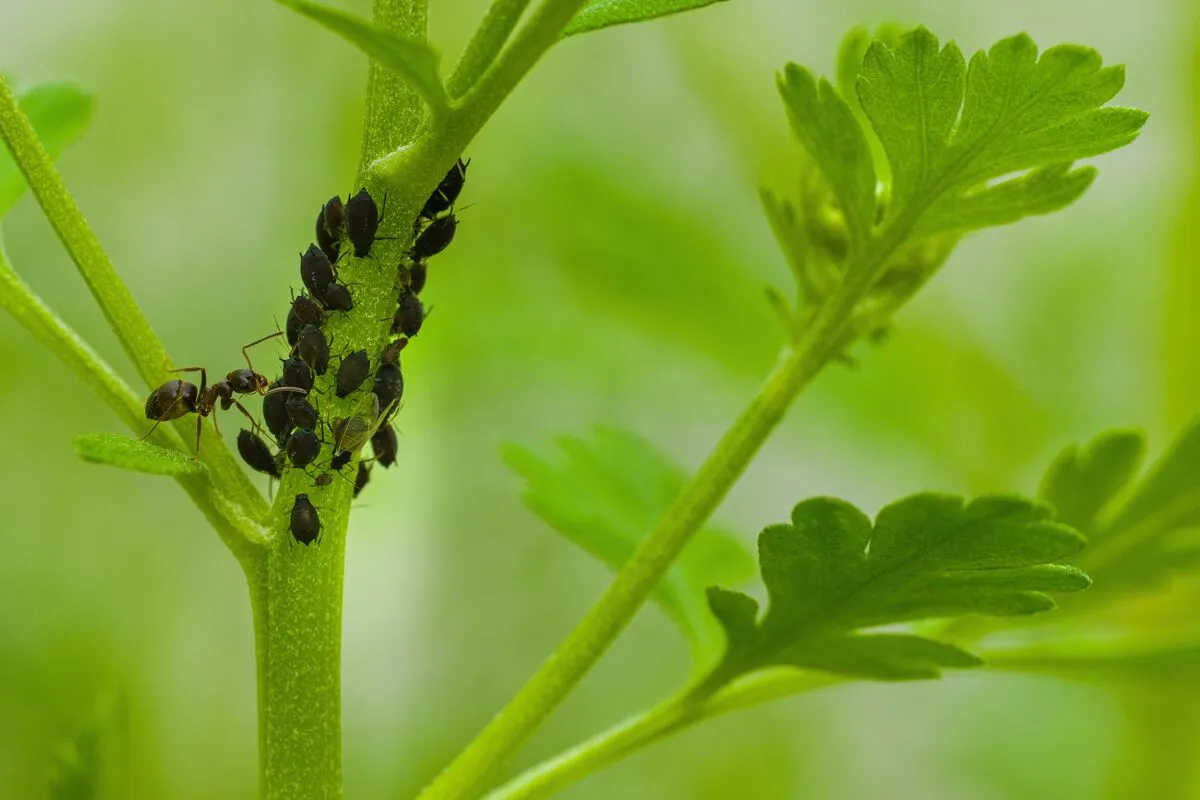 Levéltetvek ellen érdemes természetes módszerrel is védekezni.