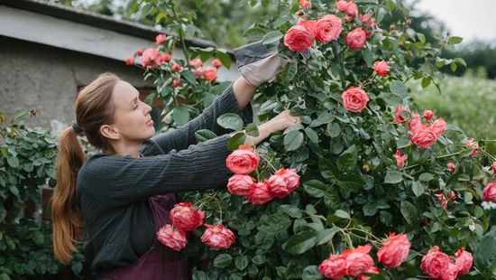 Így gondozd a rózsád júniusban – hogy másodszor is virágba boruljon
