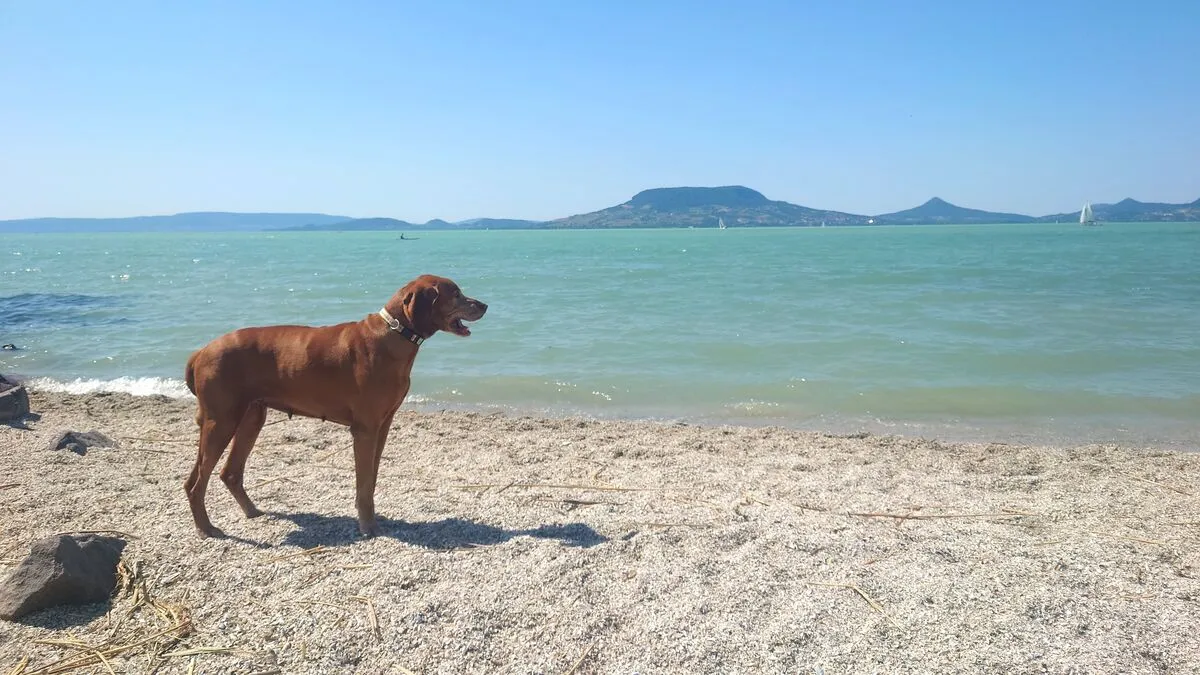 kutyabarát strandok