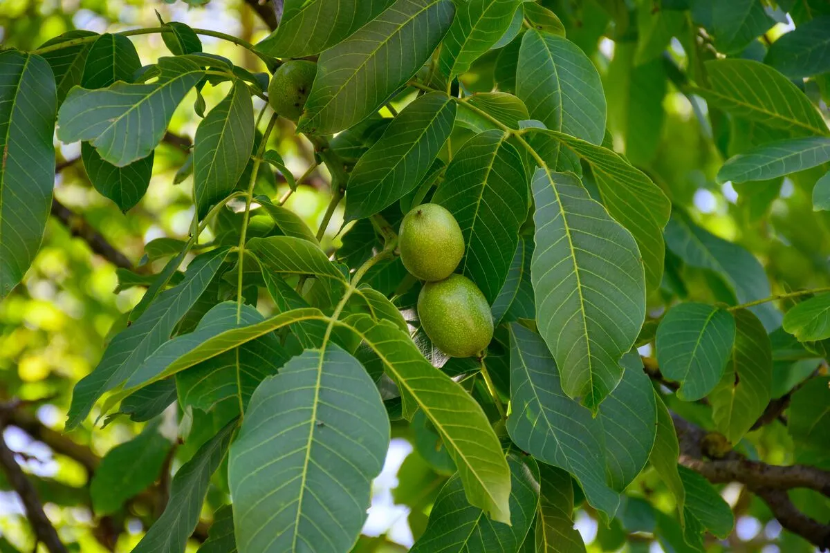 A népi gyógyászatban már régóta ismert a diólevél áldásos hatása.