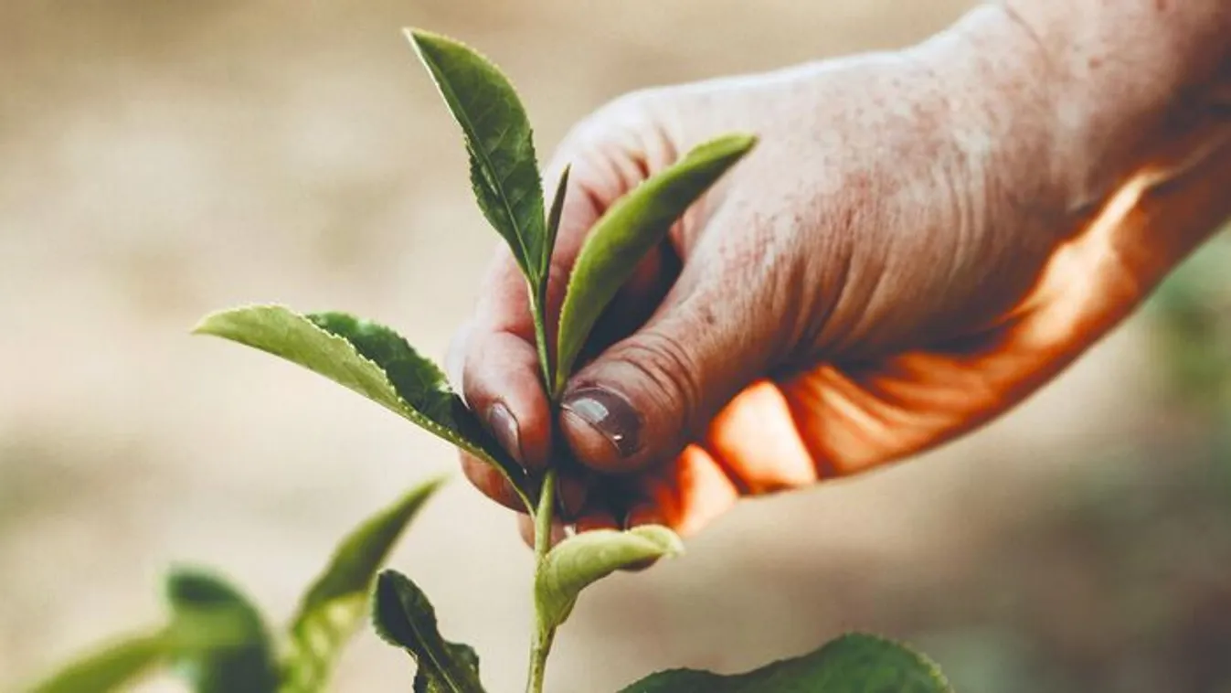 Sok a tévhit, ezt érdemes tudni a tea fogyasztásáról