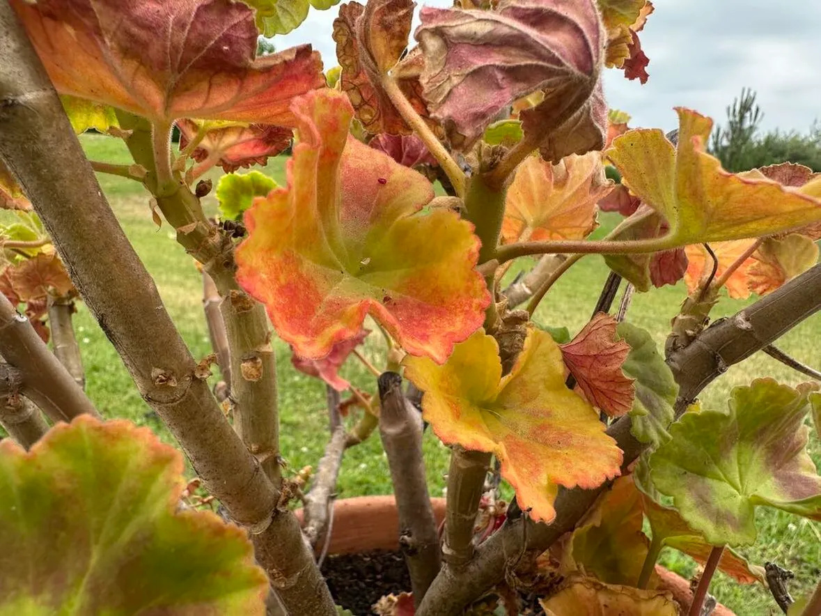 Ha sárgul a muskátli levele, minél előbb cselekedni kell.