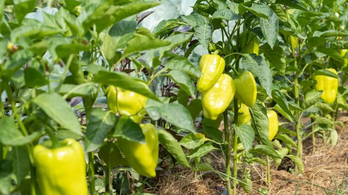 Most dől el a kertben, hogy fog-e teremni a paprika