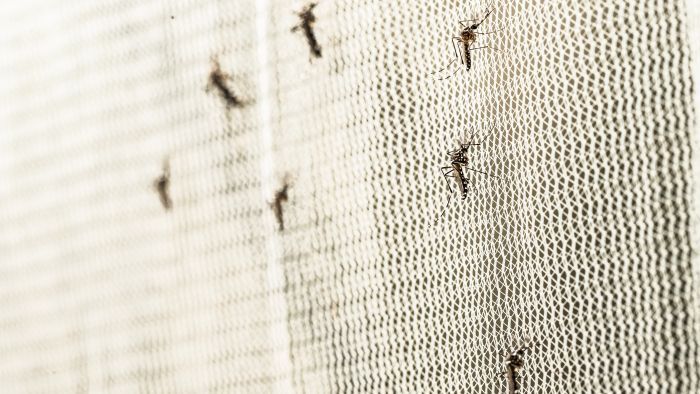 Szúnyog, légy, muslica: így tudsz megszabadulni tőlük