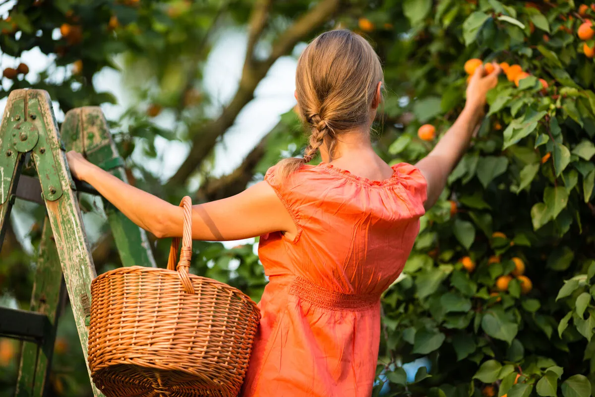 Sárgabarack szedd magad: idén is van rá lehetőség.