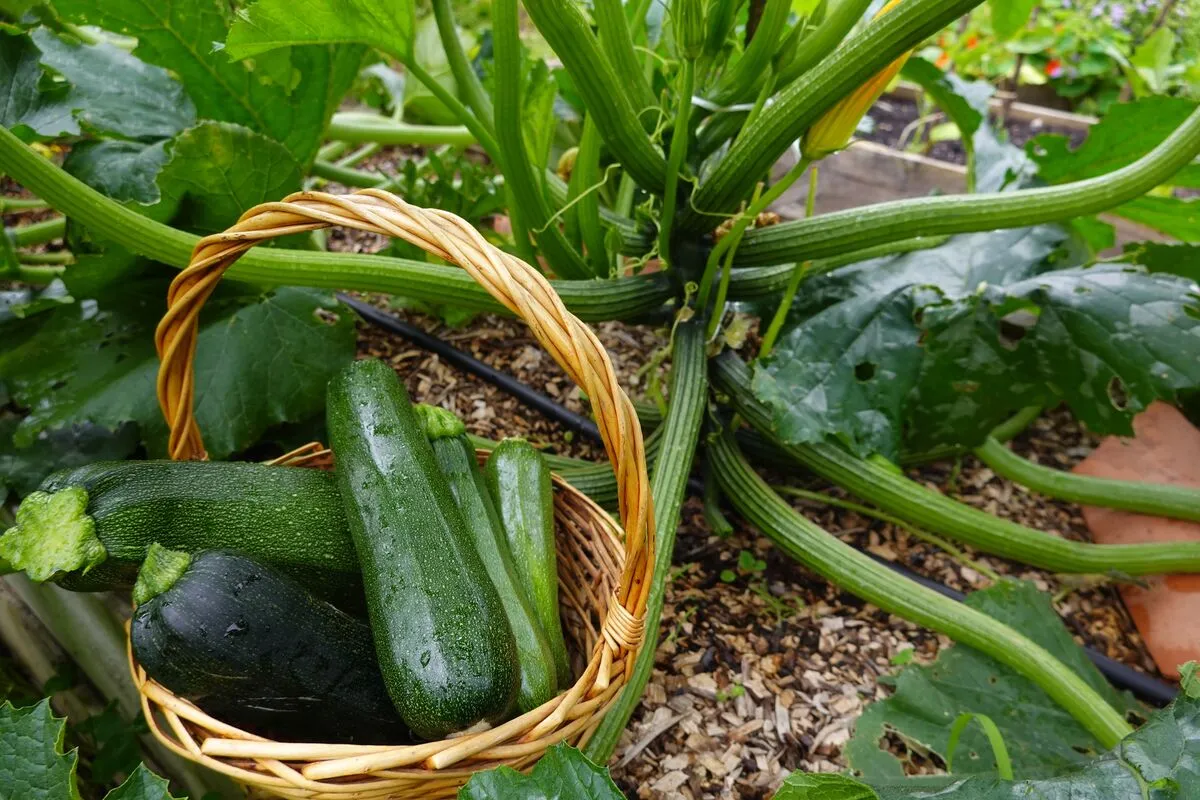 A cukkini gondozása kezdő kertészeknek is egyszerű feladat.