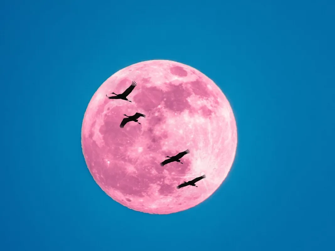 3 csillagjegy Silhouette,Of,Flying,Cranes,With,Red,Moon,On,The,Blue