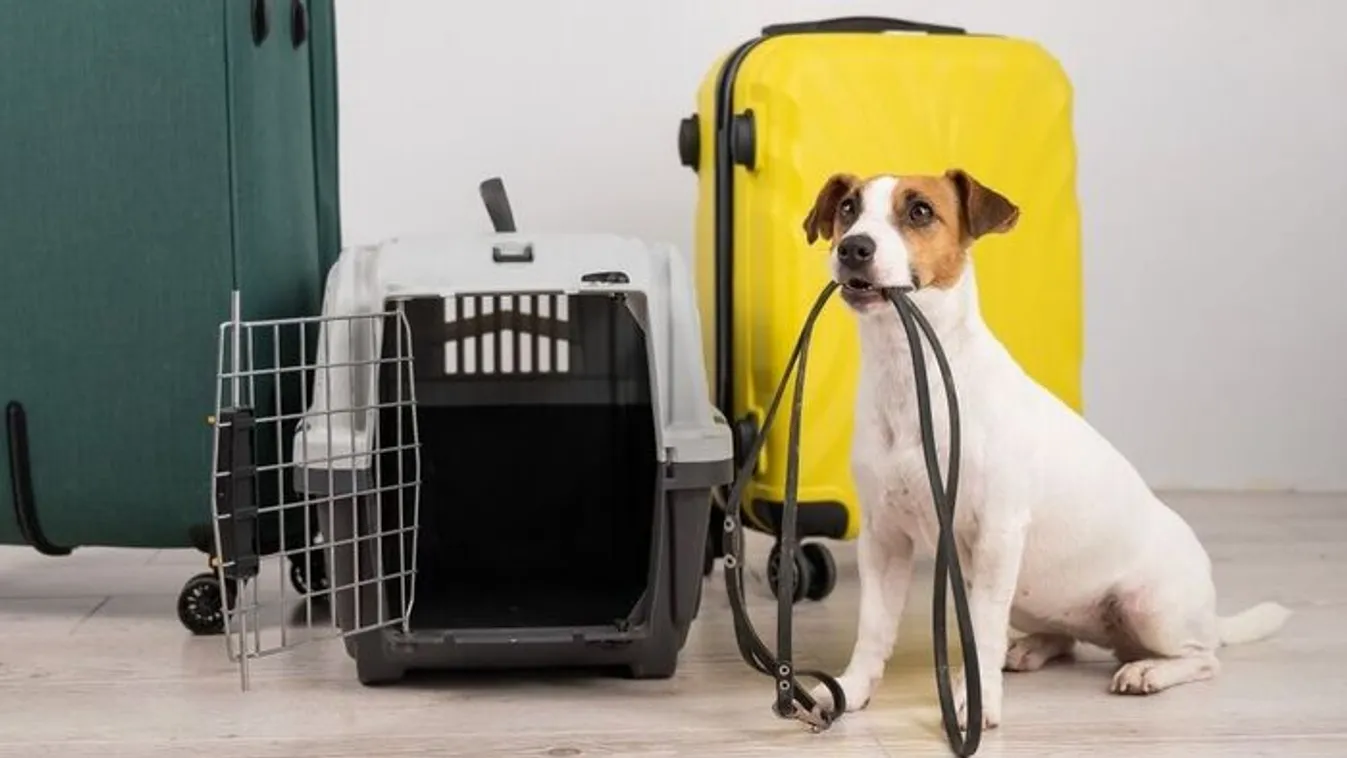 Külföldi nyaralás kutyával? Ez kell hozzá!