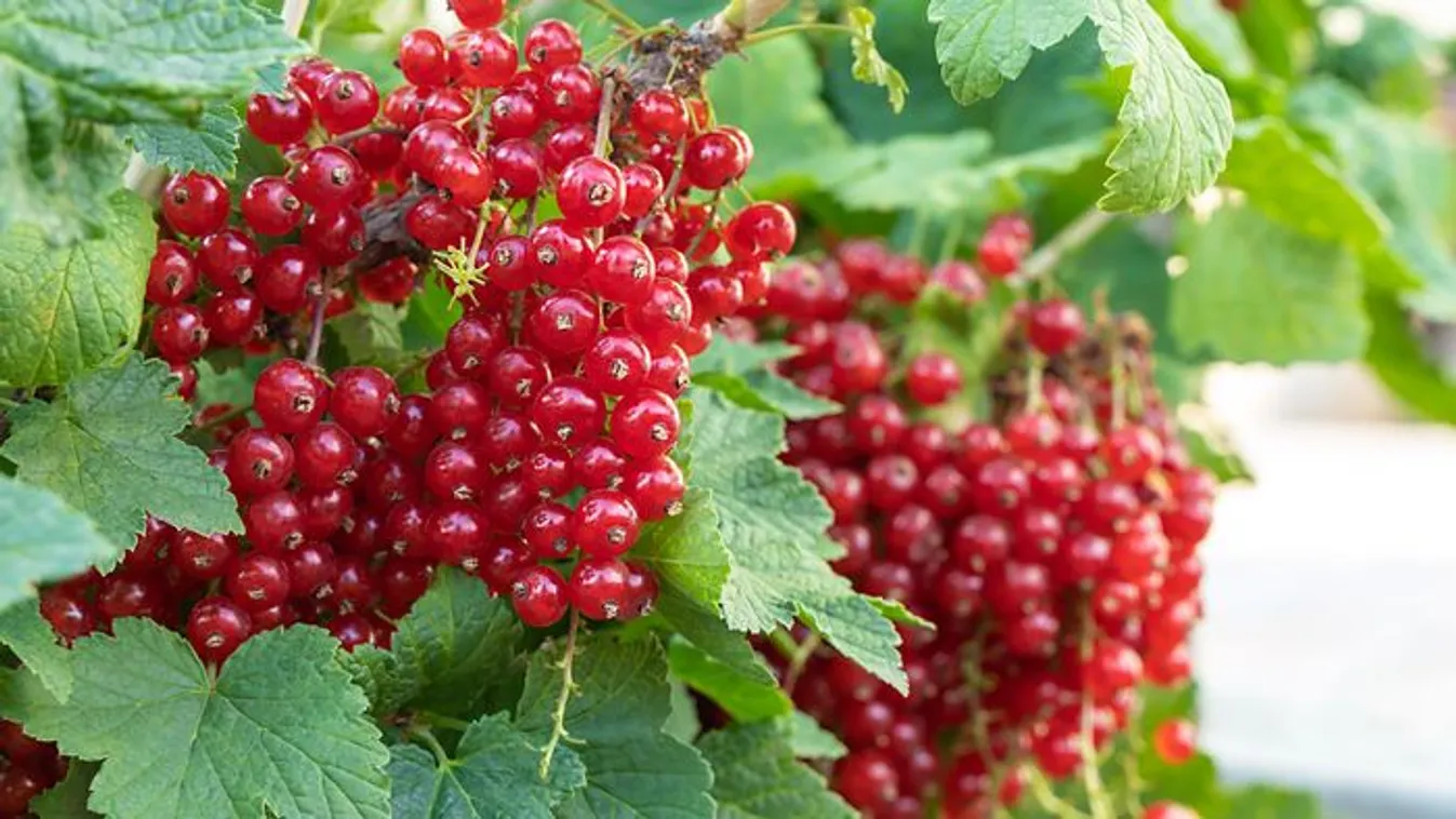 Neked is meggyűlik a bajod a ribizlivel? Ezt nézd!