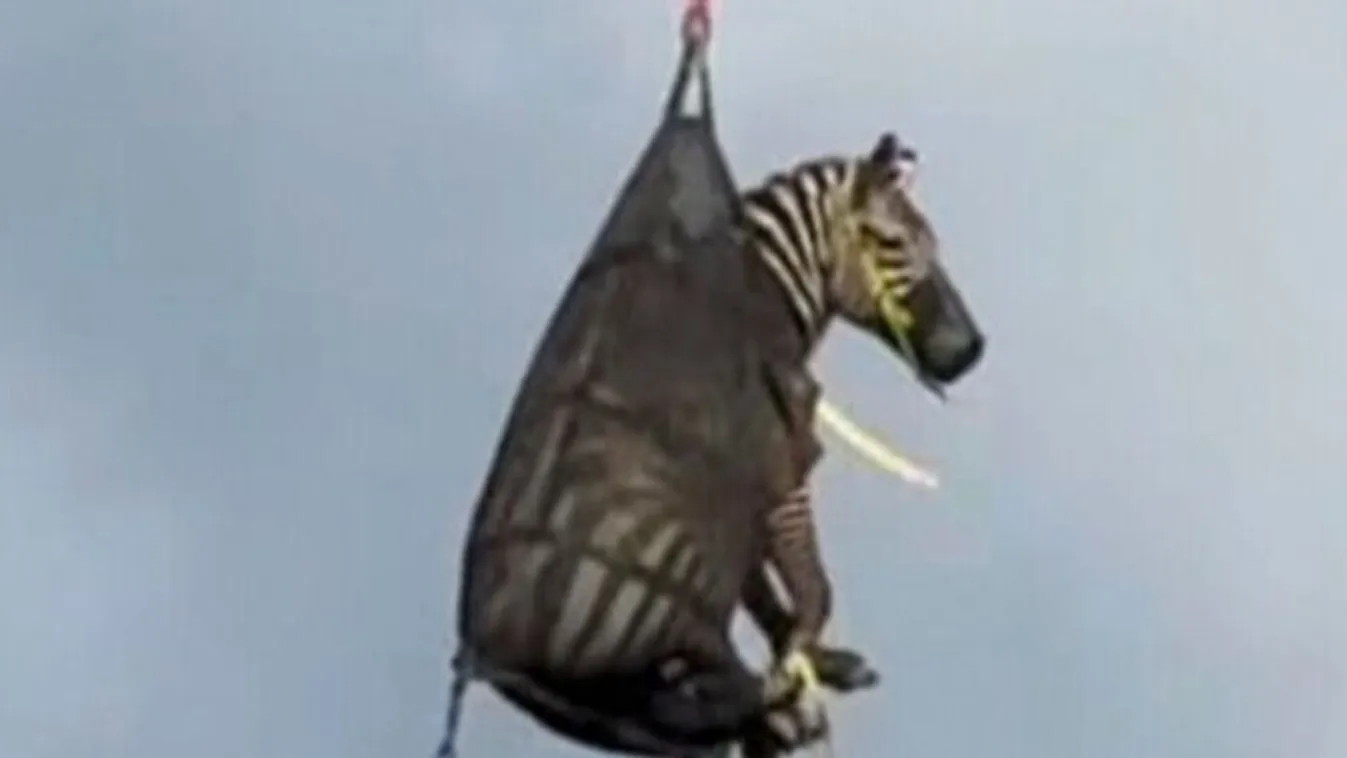 Helikopterrel vittek haza egy elkóborolt zebrát Amerikában