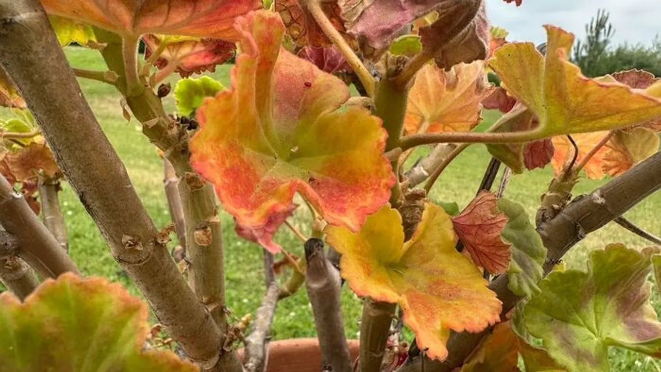 Sárgul a muskátli levele? Így mentheted meg