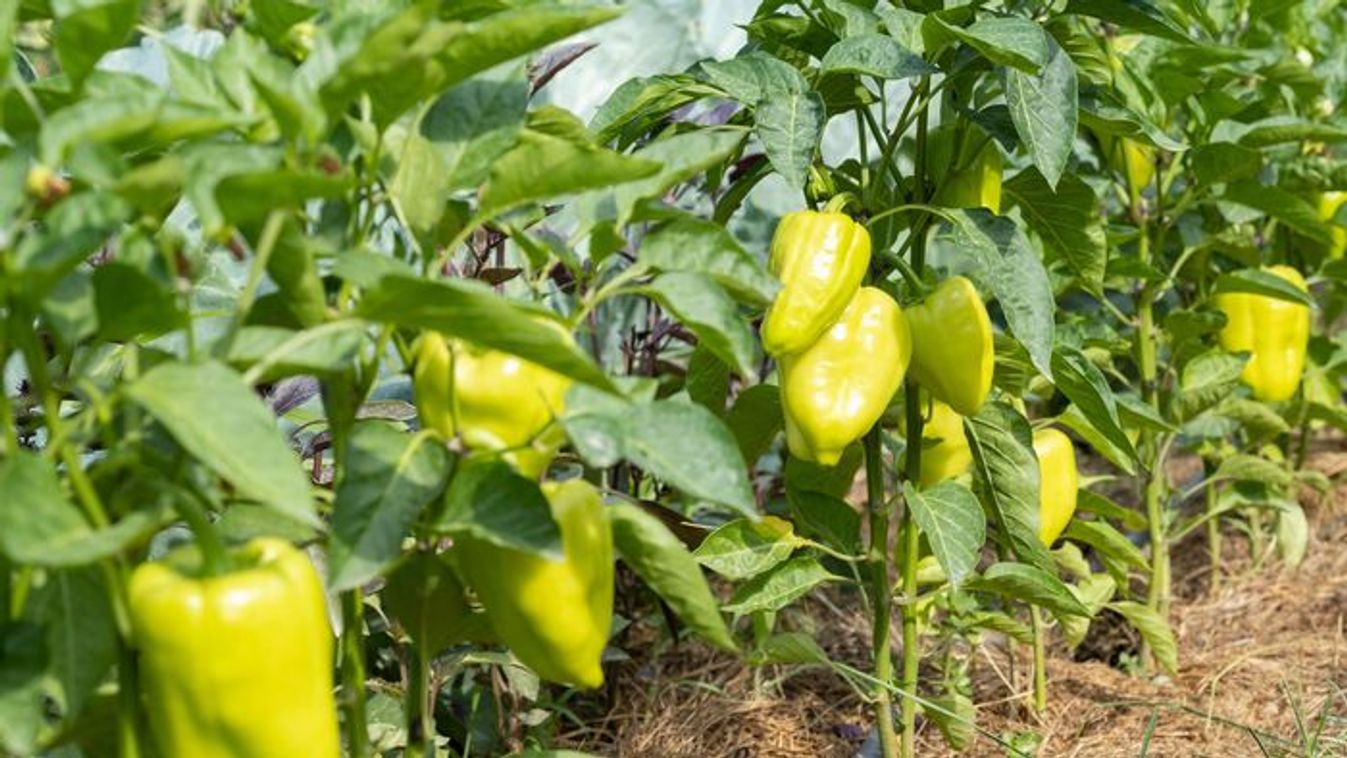 Most dől el a kertben, hogy fog-e teremni a paprika: erre kell figyelni