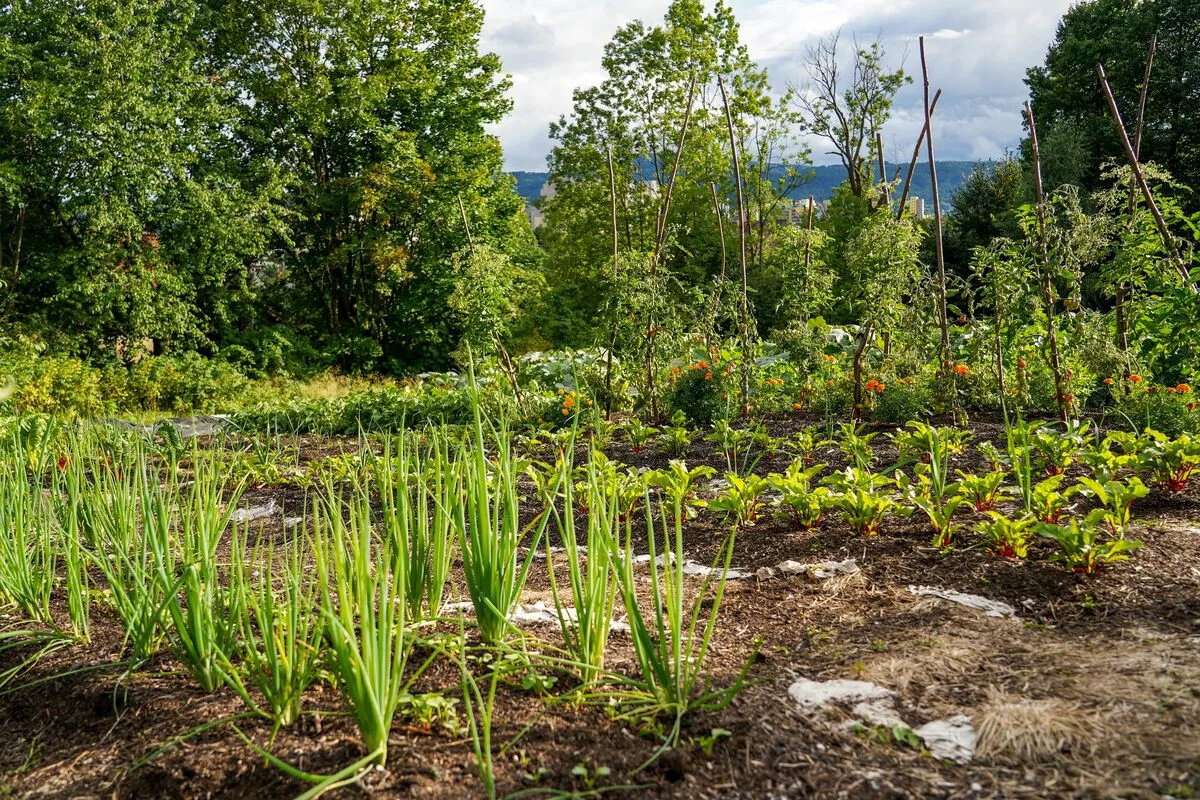 A konyhakert növényeit is védeni kell a kánikulában.