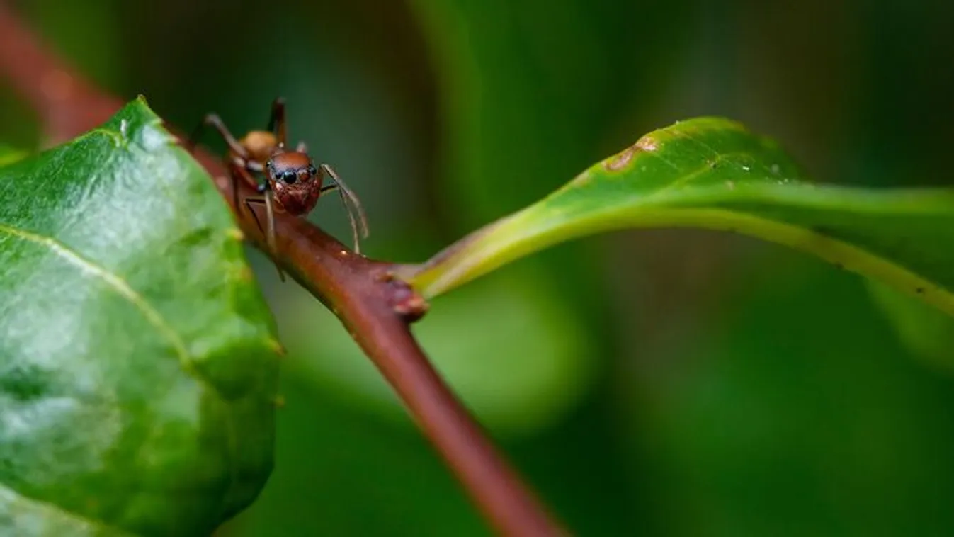 Lóhangyák lepték el a kertet? Így védekezz hatékonyan!