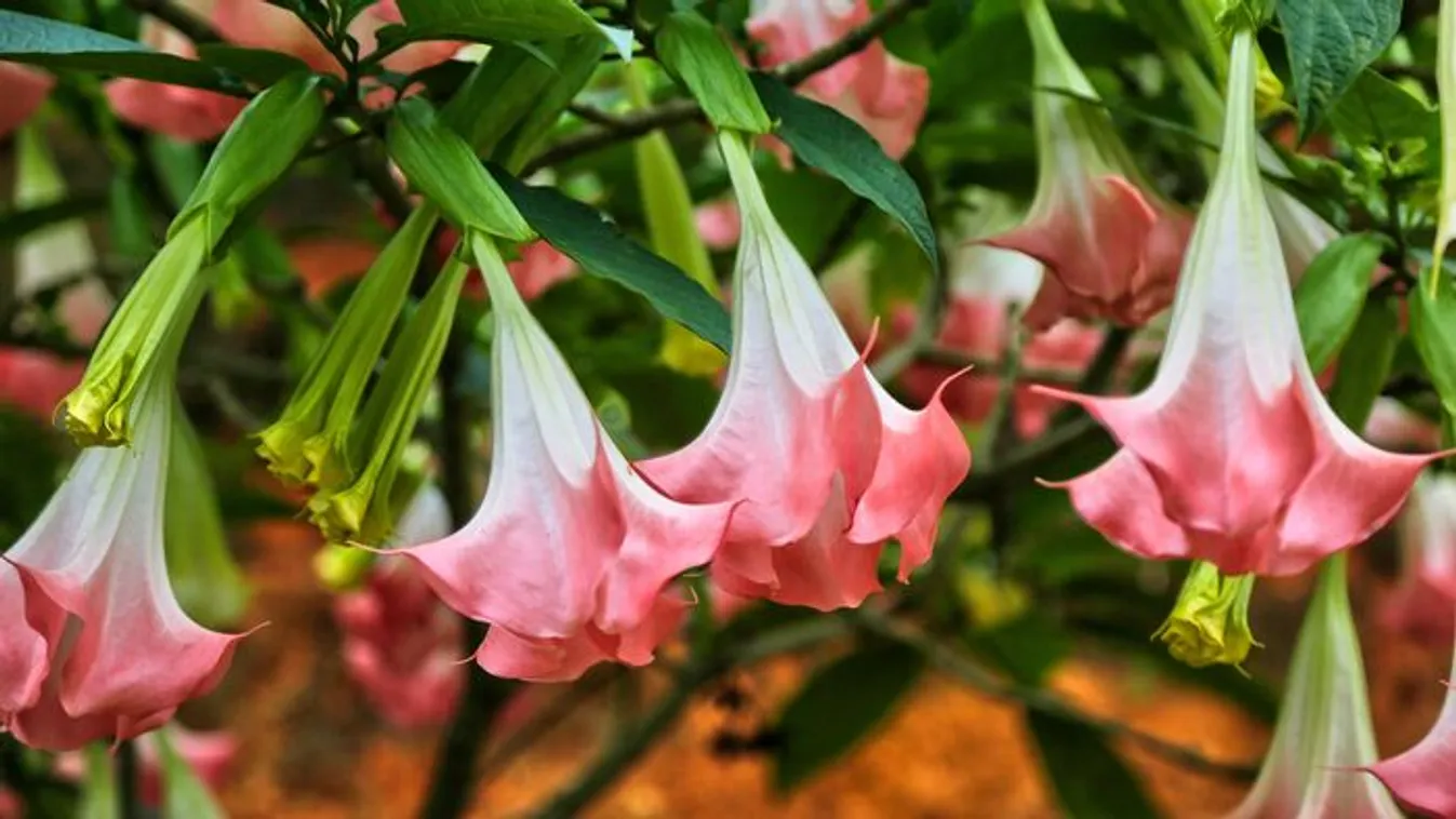 A Nácik igazságszérumként használták az Ördög Leheletét