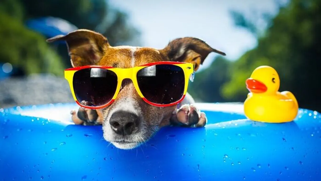 A kutyák is kaphatnak hőgutát, ezekre a jelekre figyelj