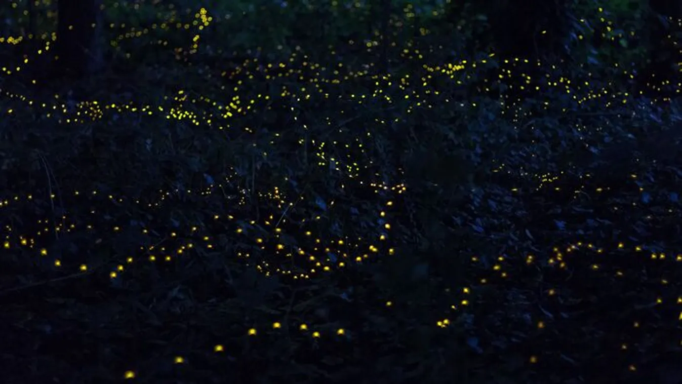 Az éjszaka apró lámpásai: most látható a különleges rajzás