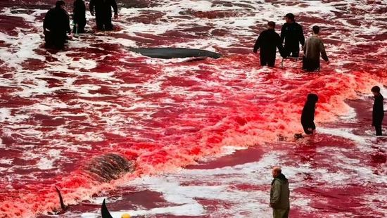 Vörösre festette a vér a tengert a kegyetlen mészárlás után