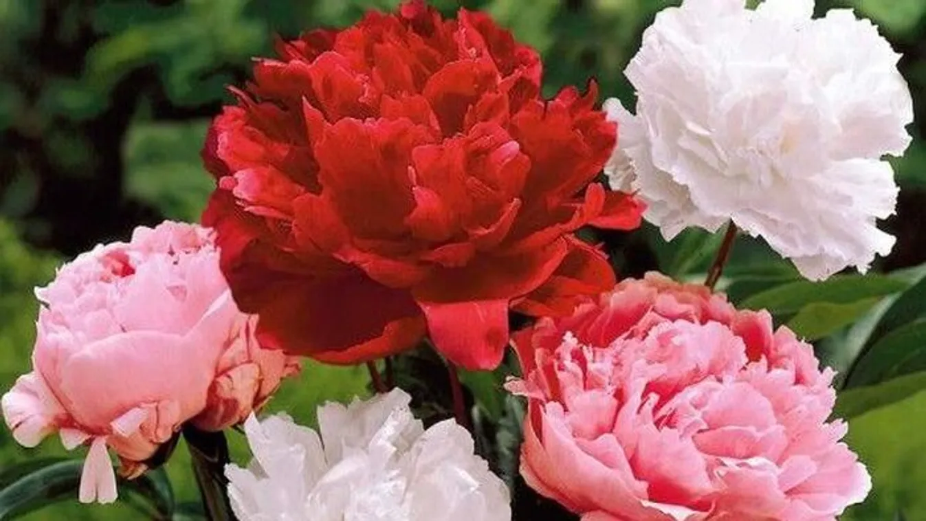  Így virágzik majd sokáig a pünkösdi rózsa a kertben