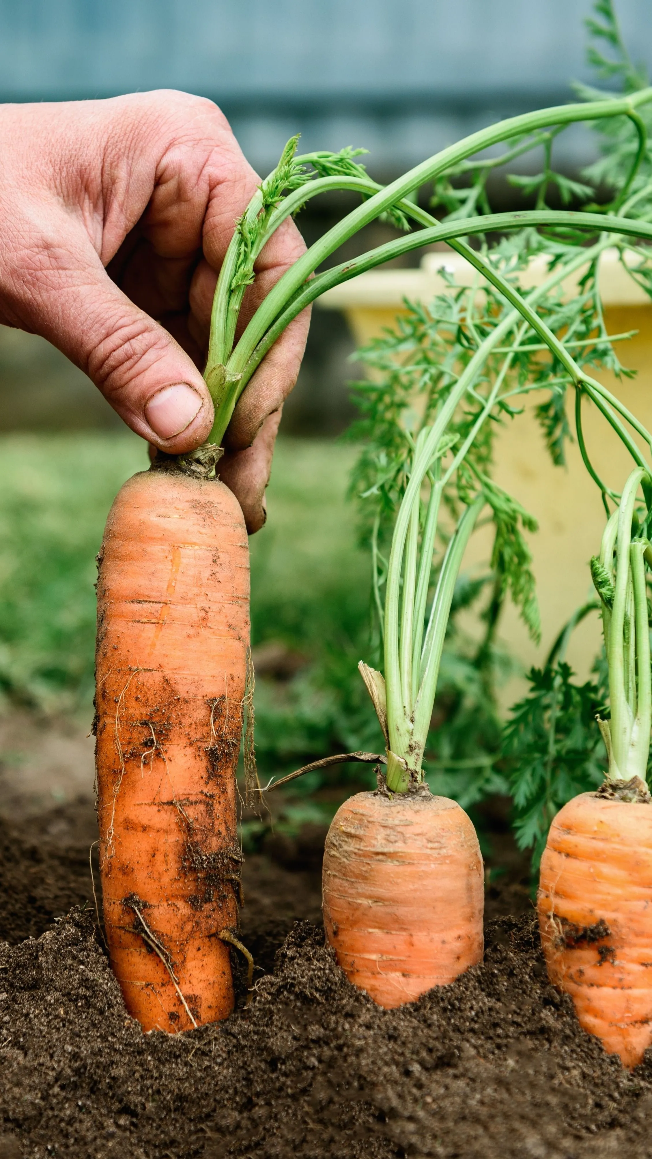 Foggal csinál répaszobrokat egy kínai influenszer!