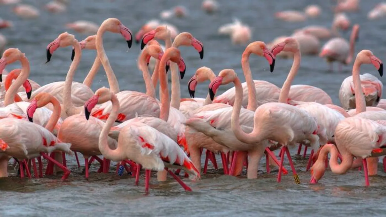 Flamingóinvázió miatt veszélyben az olasz rizstermesztés