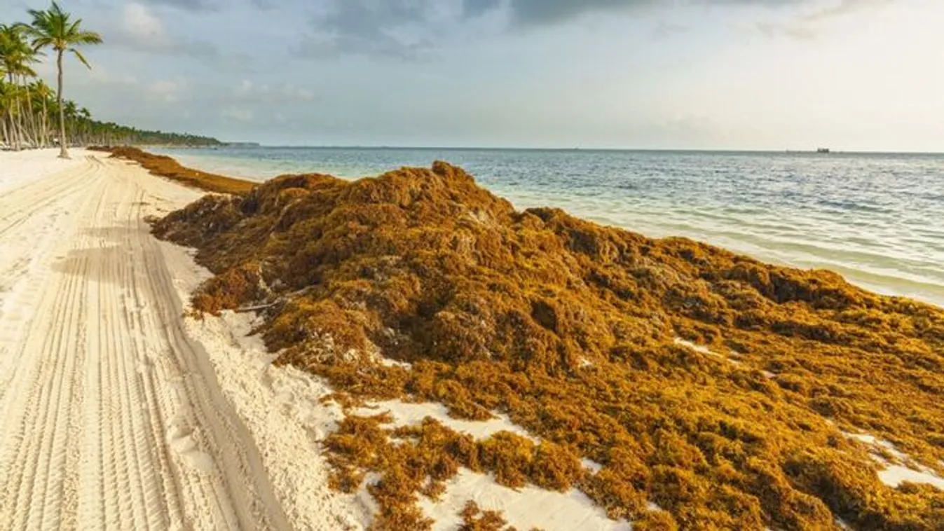 Rothadó alga lepte el a Karib-térség legszebb strandjait