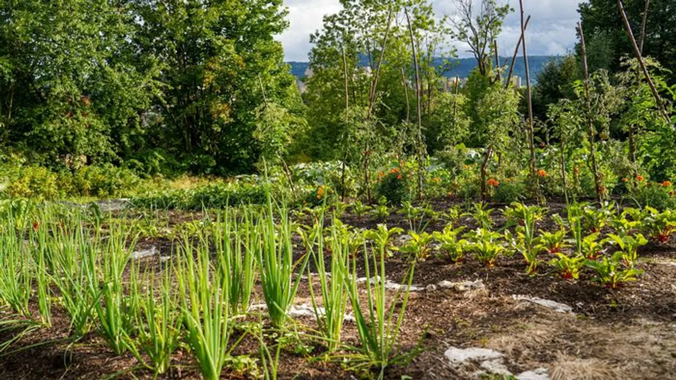 5 trükk, hogy ne kapjanak hőgutát a növények a veteményben