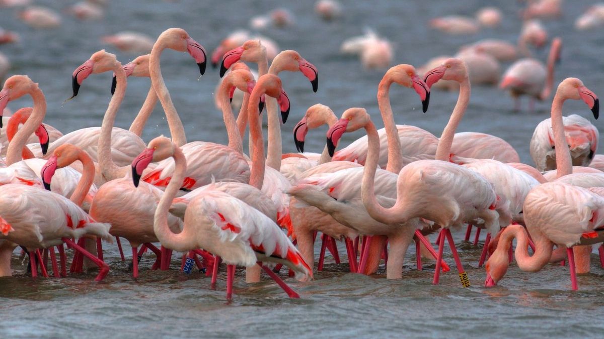 Flamingóinvázió miatt veszélyben az olasz rizstermesztés