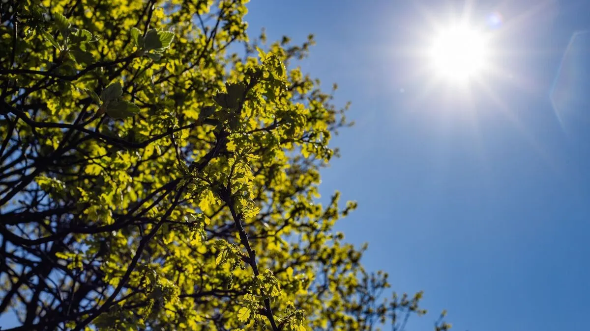 Low angle shot of a green-leafed tree under a bright sky