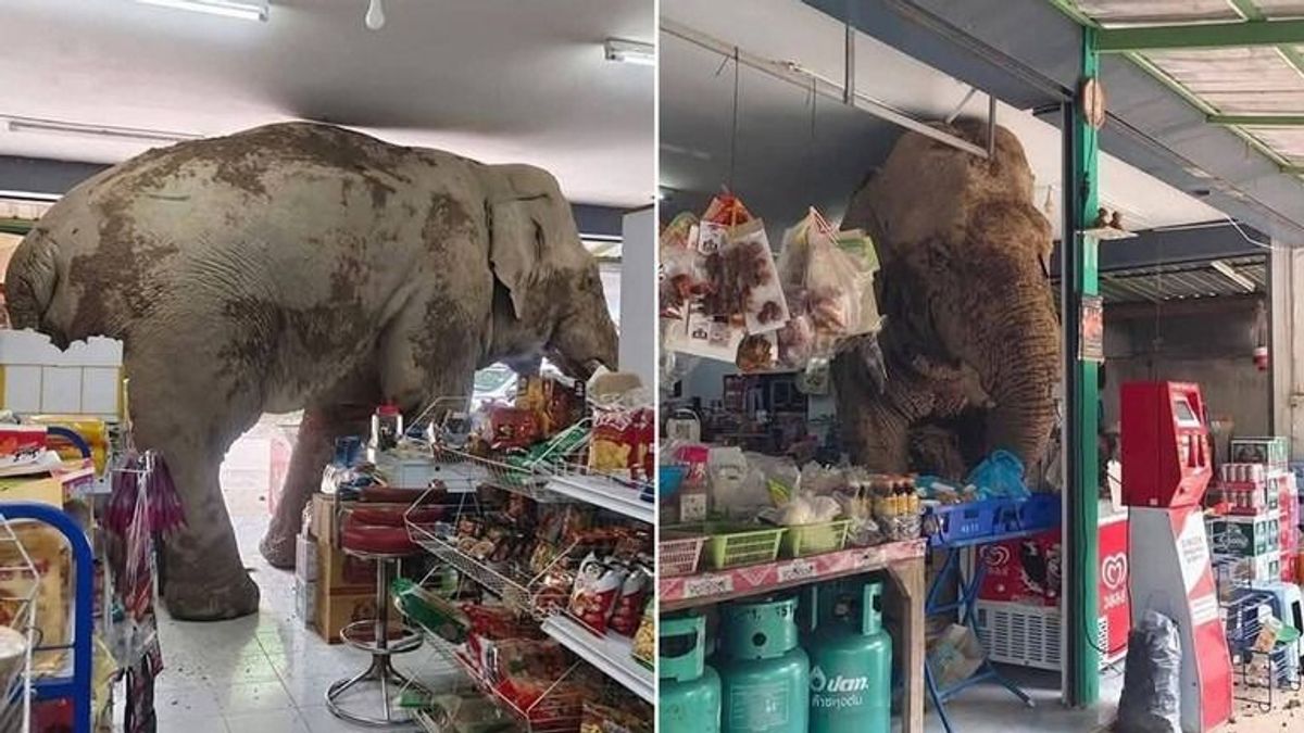 Elefánt tört be egy thai élelmiszerboltba, majd evett egy kis rizskekszet