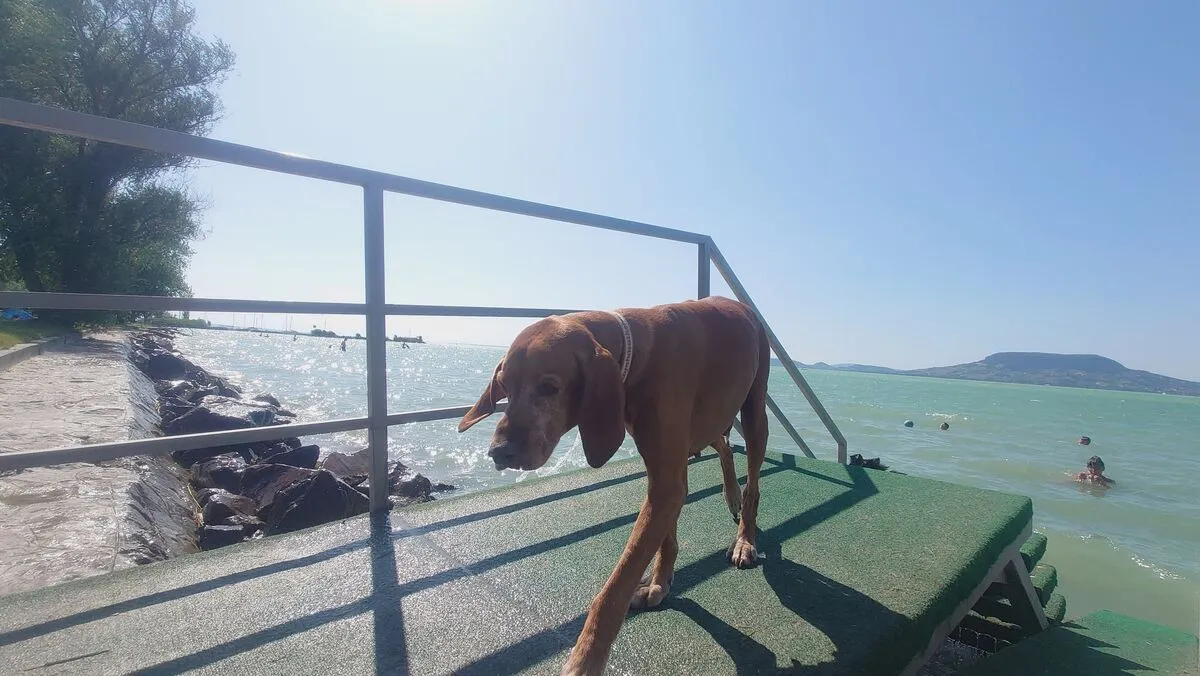 kutyabarát strandok