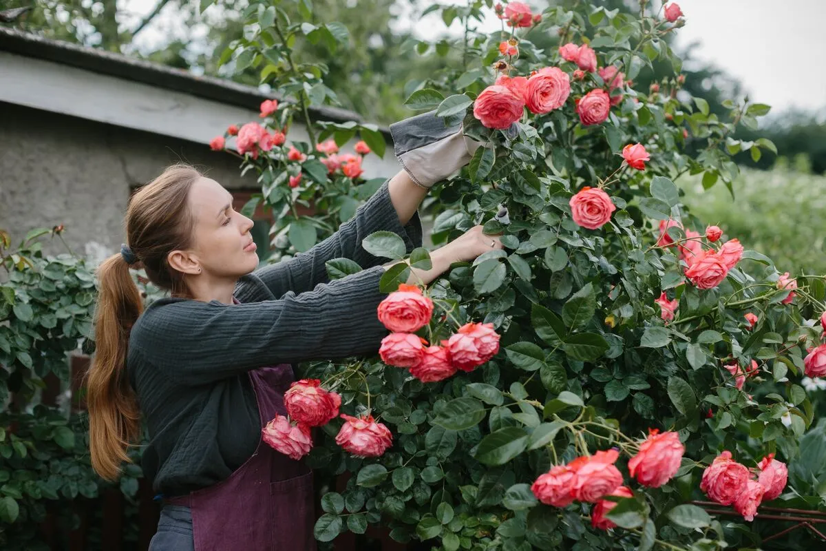 A rózsa nyári metszése meghosszabbítja a virágzást.
