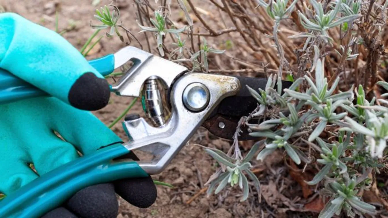 Itt a levendulaszezon: mutatjuk, hol szedhetünk magunknak!