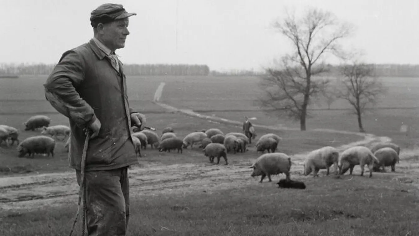 Régi magyar mesterségek kvíz – te felismered őket?